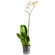 White Phalaenopsis orchid in a pot. Spain